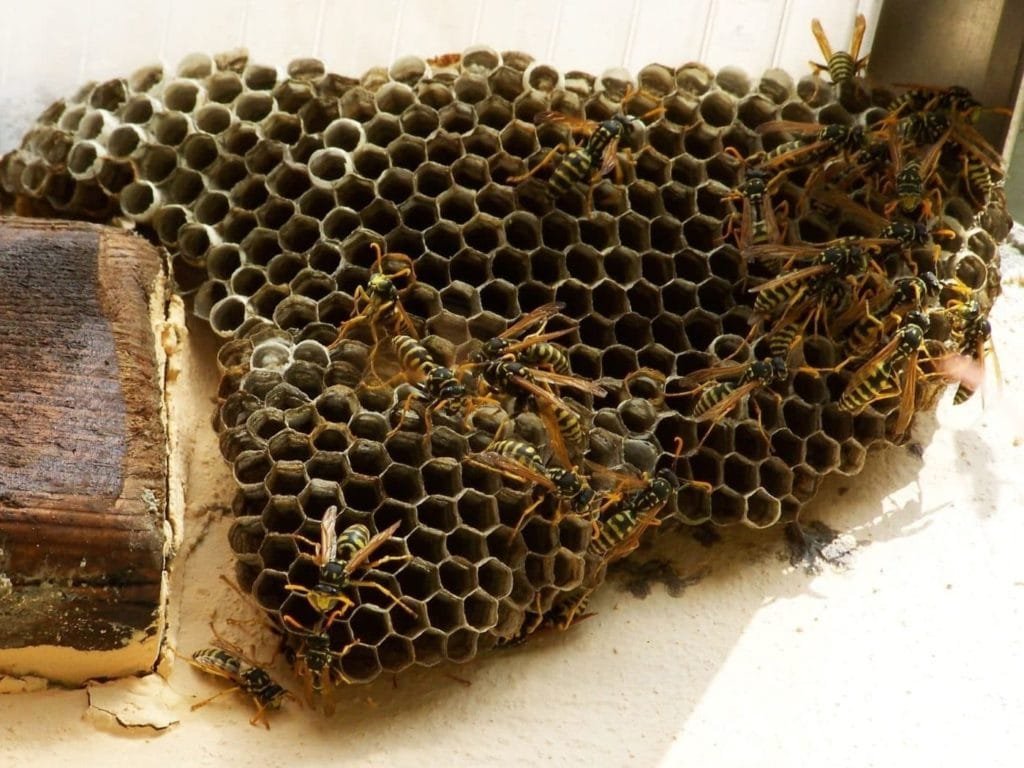 Destruction d'un nid de guêpes ou essaim d'abeilles : bonne ou mauvaise  idée ?